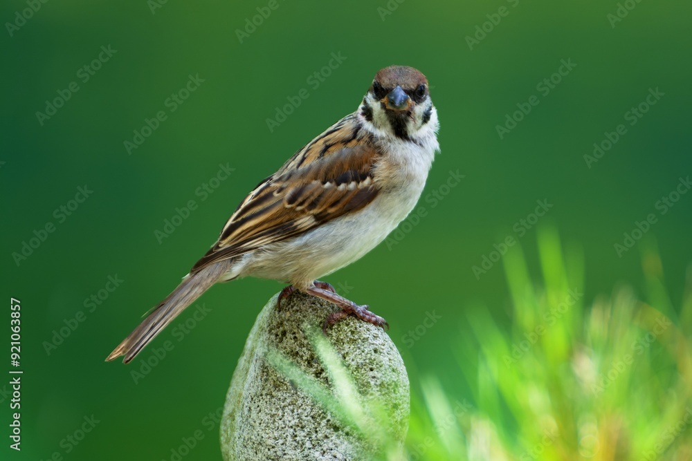 Poster tree sparrow (passer montanus) stands on a stone. czech republic.