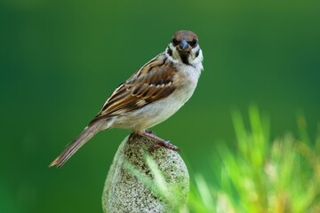 Tree sparrow (Passer montanus) stands on a stone. Czech Republic.