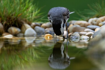 White wagtail, Motacilla alba hunts vermin by the water. Czechia.