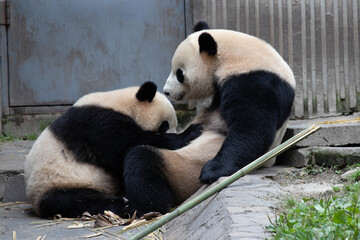Fototapeta premium Precious Moment of Mother Panda nursing her Baby, Wolong Panda Base, China