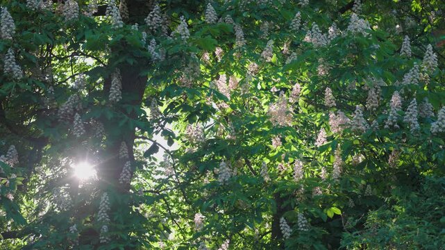 A beautiful chestnut tree blooms with white flowers. The sun breaks through the foliage. Beautiful sun rays. Everything is covered in green leaves. Spring nature.