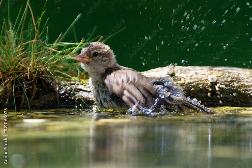 Wall mural young sparrow is bathing. it splashes water. czechia.