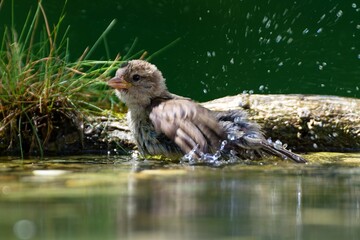 Young sparrow is bathing. It splashes water. Czechia.