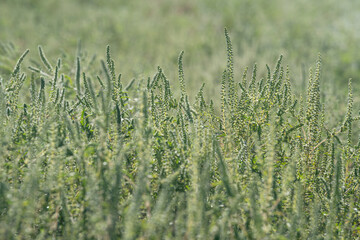 Ambrosia artemisiifolia, common names common ragweed, annual ragweed, and low ragweed. Place for...