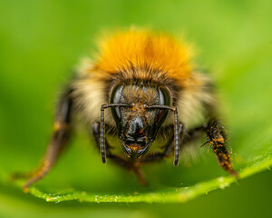 Macro of bumble bee