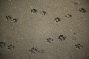 the footprints of a dog paws walking on black sand at a tropical beach 