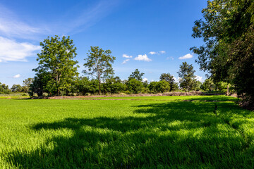Nature Wallpaper (Mountains, Green Fields, Roadside Accommodation, Twilight Sky) The beauty of nature while traveling, with the wind blowing through the blurred leaves.