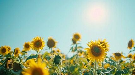 Obraz premium A field of vibrant sunflowers basking in the golden sunlight