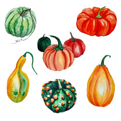 watercolor pumpkin illustration