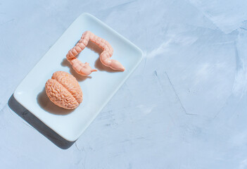 Brain and Intestine Models on White Plate with Gray Background