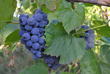 Ripe bunches of grapes in sunlight, natural juices and winemaking.