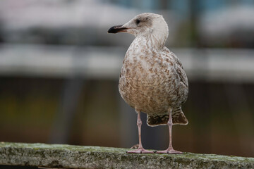 A juvenile European herring gull (Larus argentatus) looking to the left and standing on a railing