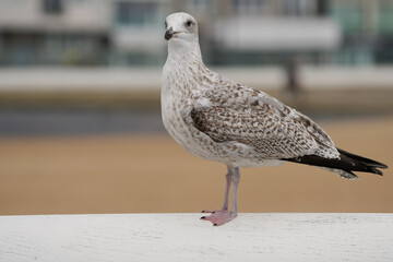 A juvenile European herring gull (Larus argentatus) standing on a railing at the beach