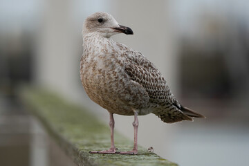 A juvenile European herring gull (Larus argentatus) looking to the right and standing on a railing
