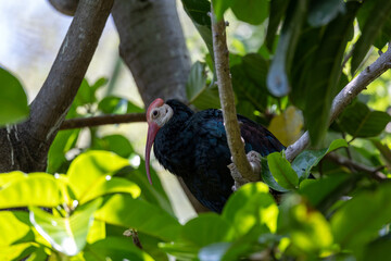 Southern bald ibis perched in a tree