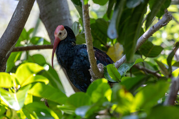 Southern bald ibis perched in a tree