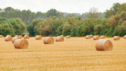 Round haystacks on agricultural field in Europe. Wrapped round hay bales after harvest.
