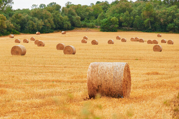 Round haystacks of wheat on the field in Europe. Wrapped round hay bales on the field after harvest.
