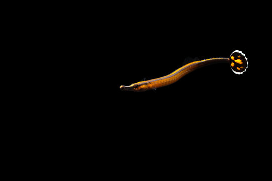 Bluestripe pipefish (Doryrhamphus excisus) juvenile