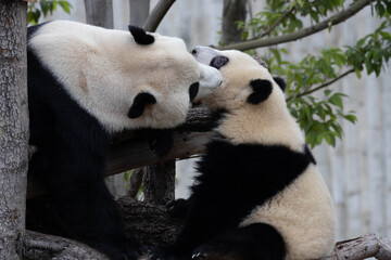 Precious Moment of Mother Panda playing with her Cub , Wolong Panda Base