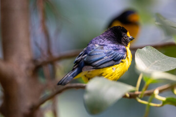 Close up view of Violaceous euphonia