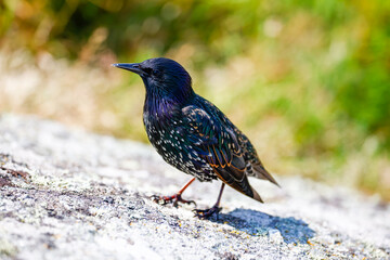 Starling bird 