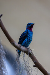 Close up of Wilson's bird of paradise