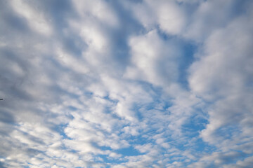 Fototapeta premium A vast, endless expanse of blue sky, dotted with fluffy, white clouds that look like cotton balls. 