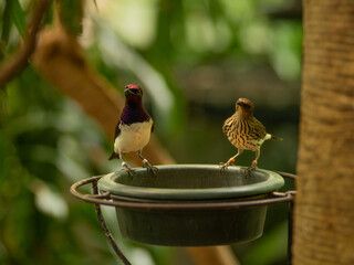 Obraz premium Two birds are standing on a bird bath