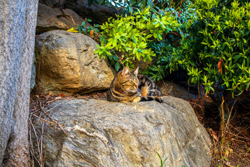 tabby cat resting on the rock