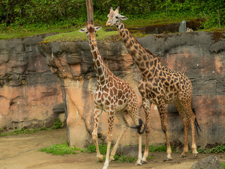 Two giraffes standing next to each other in a zoo enclosure