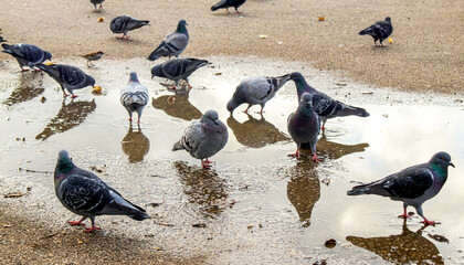 flock of pigeons on the puddle