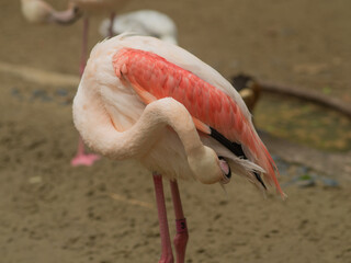 A pink flamingo is bending over and licking its beak