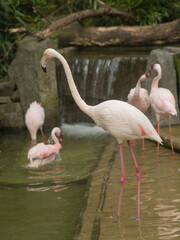 A group of flamingos are standing in a pond