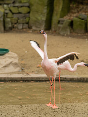 A pink flamingo is standing in a pond with its wings spread out