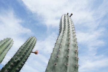 Ritterocereus cactus with flower with blue sky background