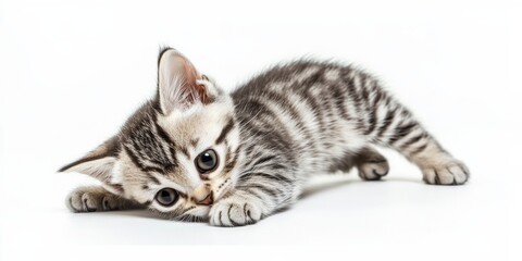 The Adorable Kitten A Playful, Energetic Feline Full of Excitement, Always Ready for Fun, Cozy Cuddles, and Creating Cherished Memories with Its Affectionate Nature and Irresistible Charm