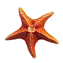 PNG Bright orange starfish on a white background