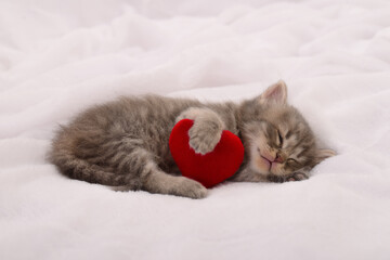 Obraz premium Kitten on blanket with valentine heart.