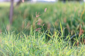The close background of the green rice fields, the seedlings that are growing, are seen in rural areas as the main occupation of rice farmers who grow rice for sale or living.