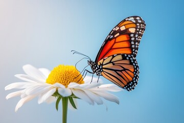 Fototapeta premium A vibrant orange butterfly perched on a delicate white daisy against a soft blue background, capturing nature's beauty.