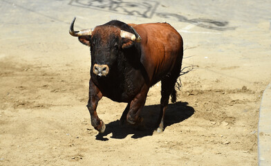 un toro bravo con grandes cuernos en españa