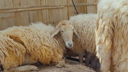 Naklejka premium Group of woolly sheep resting in rustic pen, close-up view of their fluffy coats, emphasizing rural and agricultural life. Agriculture and Farming.