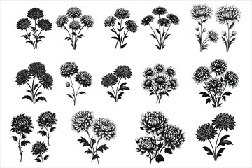 Chrysanthemum Flower Silhouette, Chrysanthemum Flower ClipArt, Flowers Silhouette, Chrysanthemum Flowers SVG