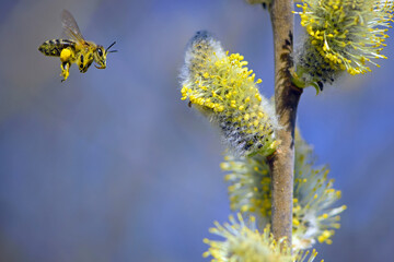 honey bee collects pollen on a yellow spring flower. willow branch with yellow flowers. delicate willow flowers in spring. Active work of bees to collect pollen. lot of pollen and nectar. close-up
