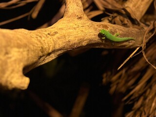 lizard on a tree