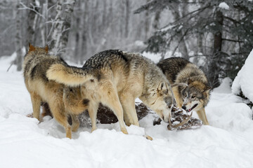 Fototapeta premium Grey Wolf Pack (Canis lupus) Gathers to Sniff at Body of White-Tail Deer Winter