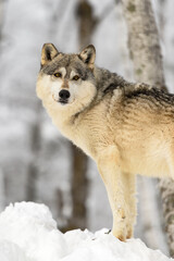 Fototapeta premium Grey Wolf (Canis lupus) With Tipped Ear Looks Back to Right Winter