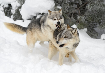 Grey Wolf (Canis lupus) Jumps On Back of Packmate Showing Teeth Winter