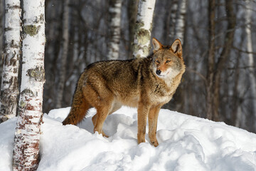 Coyote (Canis latrans) Stands Looking Left Next to Birch Trees Winter